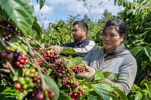 Giá cà phê phục hồi, tăng 200 đồng/kg