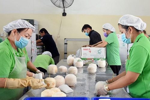 Xuất khẩu sang thị trường châu Âu: Nhiều ưu đãi, vì sao doanh nghiệp nhỏ vẫn khó vào?