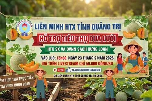 Hỗ trợ HTX bán hàng trực tuyến: Nhìn từ câu chuyện ở Quảng Trị
