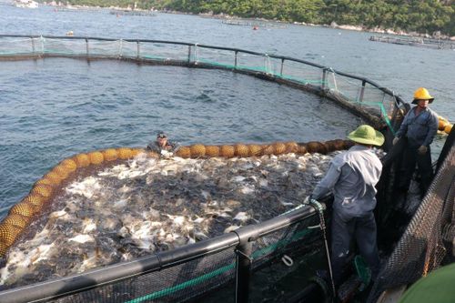 Gỡ 'nút thắt' để doanh nghiệp thủy sản nâng sức cạnh tranh