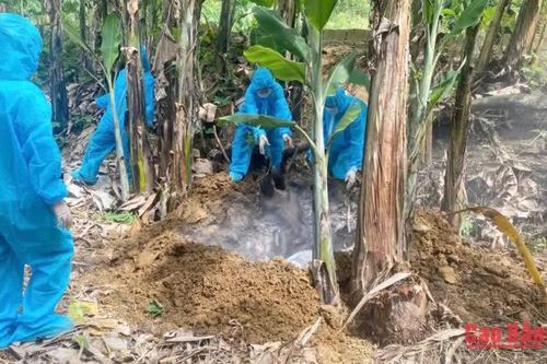 Phường Nùng Trí Cao ghi nhận ổ dịch tả lợn châu Phi tại Tổ dân phố Kỳ Sầm
