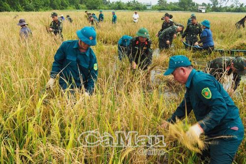 Bộ đội giúp dân thu hoạch lúa bị ngập