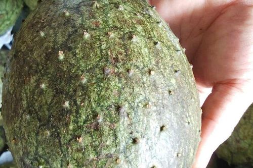 Thứ quả nhìn ngoài tưởng quen, bổ ra ruột vàng óng lạ mắt, nay bán tới 55.000 đồng/kg