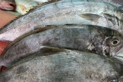 Thứ cá xưa là món bình dân, chẳng mấy ai để ý nay thành đặc sản 400.000/kg, nghe tên nhiều người phải bật cười