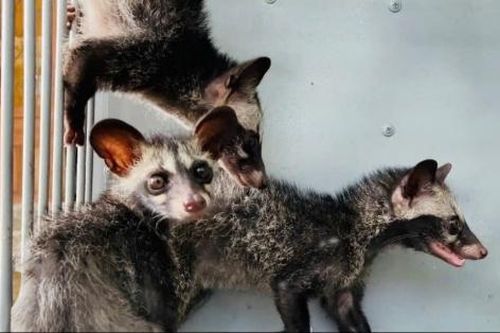 Xác định hành vi vi phạm đối với việc chậm thông báo nuôi cầy vòi hương