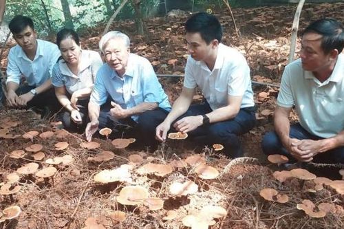 Hợp tác xã Nguyên Dương (Bắc Ninh) và hành trình đưa nấm lim xanh vào sản xuất