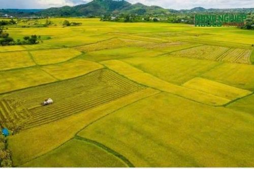Xã Cát Tiên hướng tới vùng lúa tập trung, nâng cao giá trị nông sản