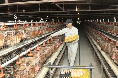 Nông nghiệp Hà Nội: Tăng tốc vụ đông, tạo dư địa tăng trưởng