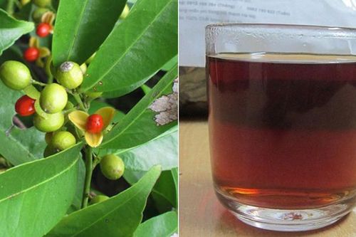 Uống lá xạ đen có tác dụng gì, nên uống khô hay tươi?