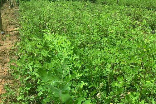 Lào Cai mở rộng vùng nguyên liệu phục vụ phát triển ngành công nghiệp dược