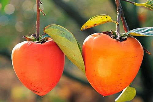 Vì sao ăn hồng giòn có thể gây tắc ruột?