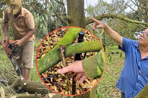 12 ha sầu riêng chết sau gần 2 tháng mưa, nhiều hộ dân Gia Lai mất tiền tỷ