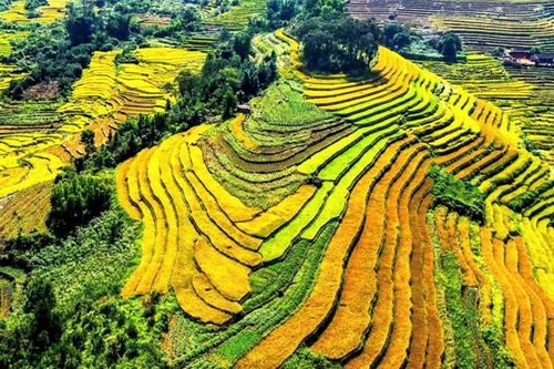 Hội Mùa vàng xã Lục Hồn hứa hẹn nhiều trải nghiệm hấp dẫn
