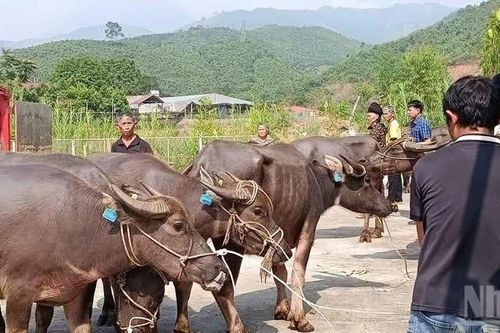 Xã Mỏ Vàng, tỉnh Lào Cai hỗ trợ sinh kế cho hộ nghèo