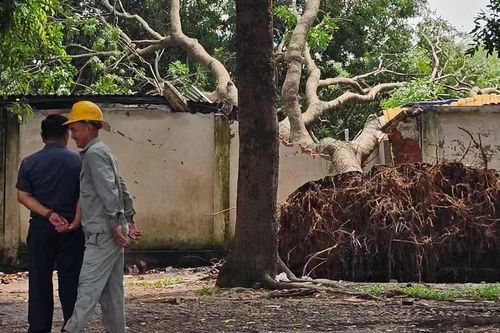 Cổ thụ bật gốc đè sập tường, mái tôn ở KCN Vĩnh Lộc