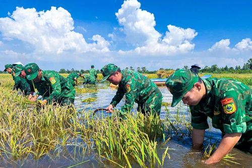 Khẩn trương giúp dân thu hoạch lúa chạy lũ