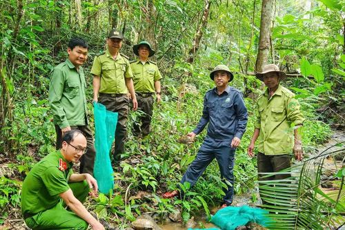 Gia Lai: 31 cá thể động vật quý hiếm trở về rừng sau hành trình cứu hộ