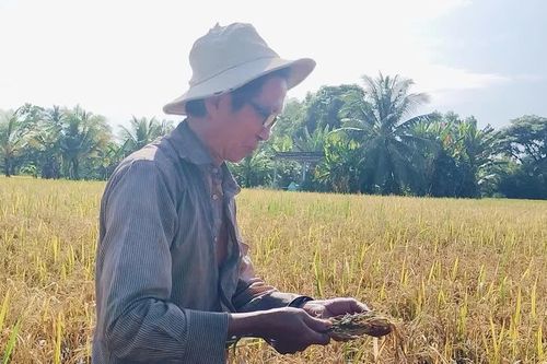 Hơn 200 ha lúa ở Cà Mau bị ngập sâu, nông dân mất trắng