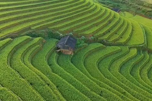 Mù Cang Chải vào mùa đẹp 'mê hồn': Ruộng bậc thang chuyển sắc vàng