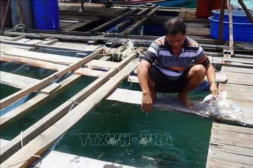 Nghị quyết 20-NQ/TW: Tạo nền tảng, hướng tới nuôi biển có tổ chức
