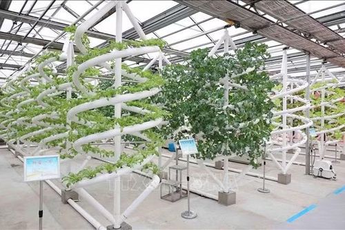 Thúc đẩy hợp tác nông nghiệp giữa các địa phương Việt Nam - Hắc Long Giang (Trung Quốc)