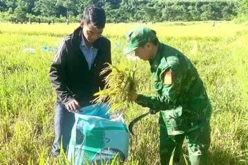 Quảng Trị: Bộ đội Biên phòng giúp đồng bào vùng biên thu hoạch lúa Hè Thu