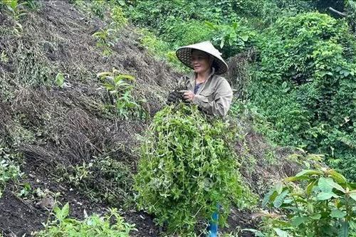 Phát triển thạch đen thành ngành hàng chủ lực