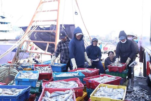 Tìm lời giải cho bài toán thiếu lao động nghề biển