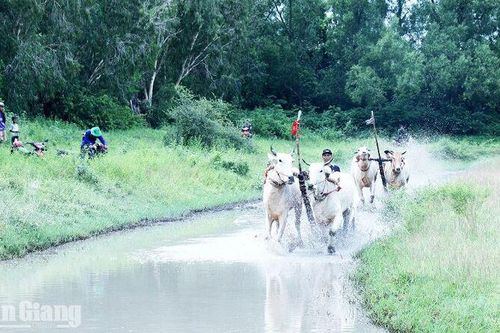 Đặc sắc Hội Đua bò Bảy Núi