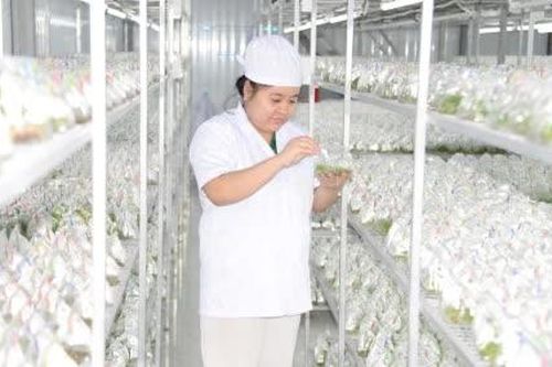 HTX Nông nghiệp công nghệ cao Kim Phát: Đẩy mạnh chuyển đổi số, nâng tầm sản xuất cây giống