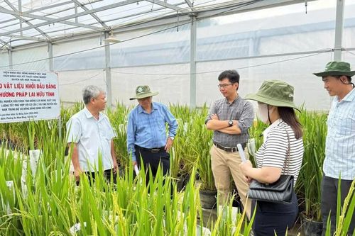 Ưu tiên nghiên cứu các giống cây trồng chủ lực