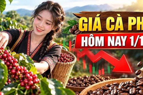 Giá cà phê hôm nay 1/10/2026: Tây Nguyên giảm, Robusta đi xuống