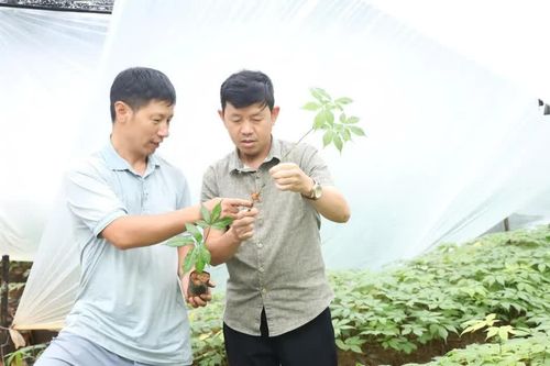Lào Cai: Phấn đấu đến năm 2030 có vùng trồng dược liệu đạt 8.500 ha