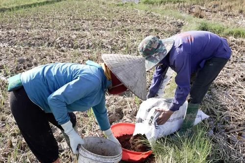 Lào Cai: Nhiều giải pháp hướng đến giảm phát thải trong sản xuất nông nghiệp