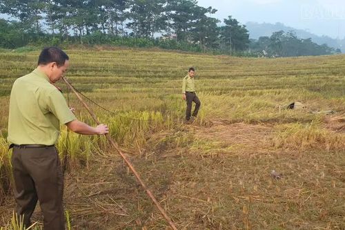 Tăng cường kiểm tra, ngăn chặn săn bắt chim di cư