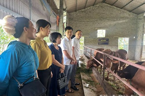 Hội thảo đầu bờ về mô hình chăn nuôi bò cái lai kiêm dụng Senepol