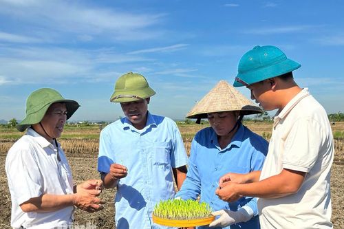 Vụ đông 2026: Từ chỉ tiêu kế hoạch đến hiệu quả kinh tế bền vững