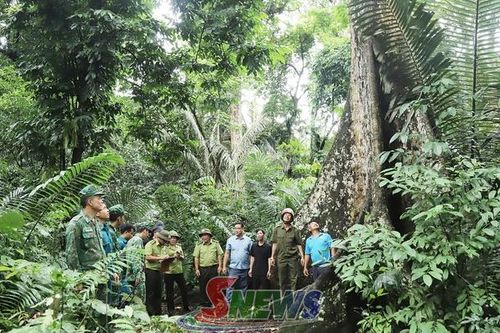 Để những cánh rừng bên dòng Sông Mã mãi xanh
