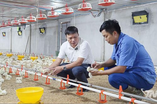 Từ tấm bằng cử nhân đến trang trại chăn nuôi tổng hợp