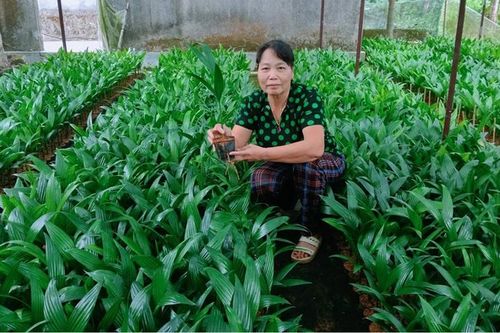 Vươn lên từ mô hình kinh tế đồi rừng