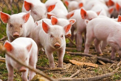 Ngày 1/10: Giá heo hơi đang bước vào giai đoạn điều chỉnh khá rõ nét