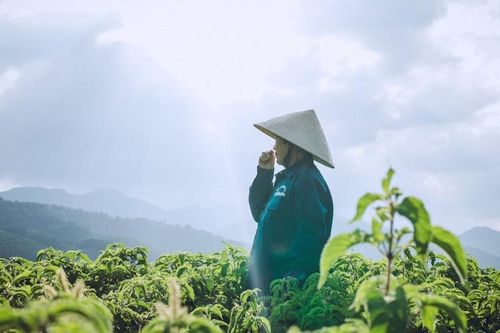 HTX đưa dược liệu Cam Lộ vào chuỗi, thoát cảnh riêng lẻ