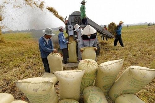 Siết điều kiện xuất nhập khẩu gạo, chấm dứt tình trạng mượn kho xưởng