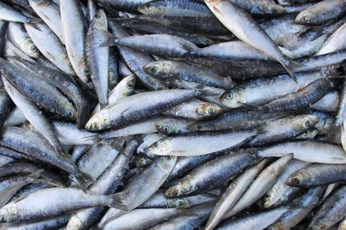 7 loài cá quen thuộc giàu omega-3 không kém cá hồi