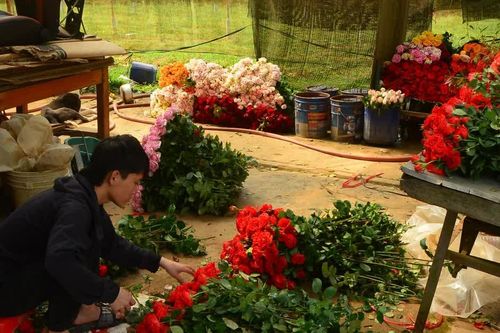 Gỡ 'điểm nghẽn' để hoa Đà Lạt vươn xa
