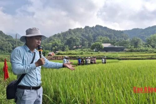 Đánh giá kết quả mô hình trình diễn giống lúa lai tại xã Nam Tuấn