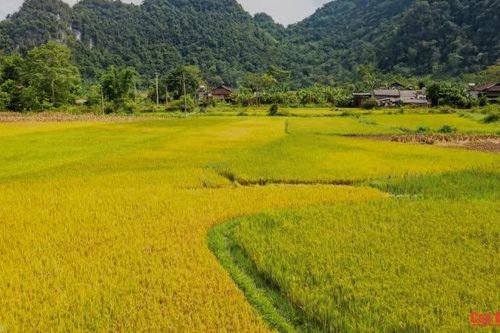 Mùa vàng trên miền non nước