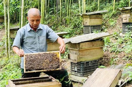 Ông Triệu Văn Tố phát triển kinh tế hiệu quả từ nuôi ong
