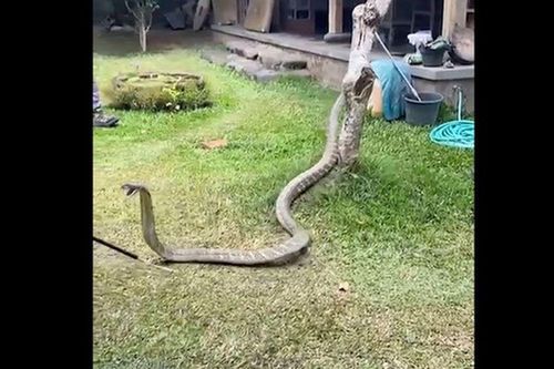 Ngửi thấy mùi lạ trong phòng ngủ, cúi xuống gầm giường kiểm tra thấy cảnh tượng kinh hãi
