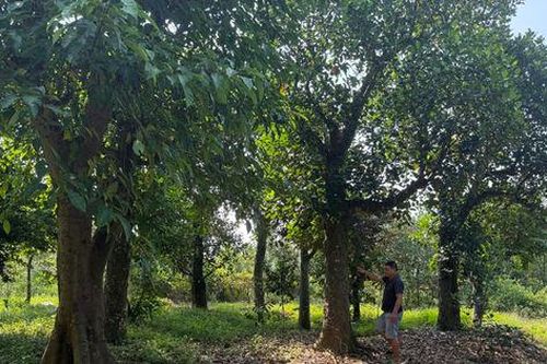 Cần làm rõ việc triển khai của 4 dự án tại xã Suối Hai